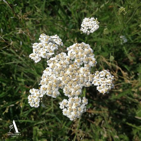 honey nipple|Comparing the Effects of Yarrow, Honey, and Breast Milk for .